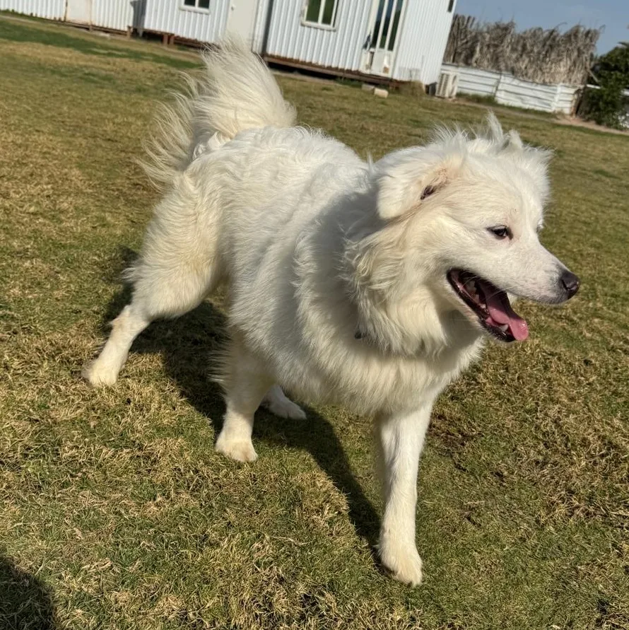 Champ — Spitz Mix · 3 years — available for adoption from GWARP