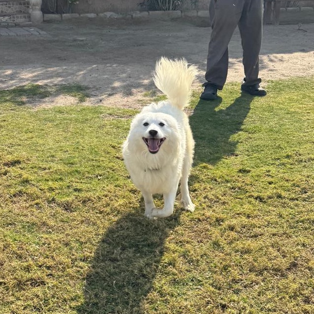 Champ, photo 3