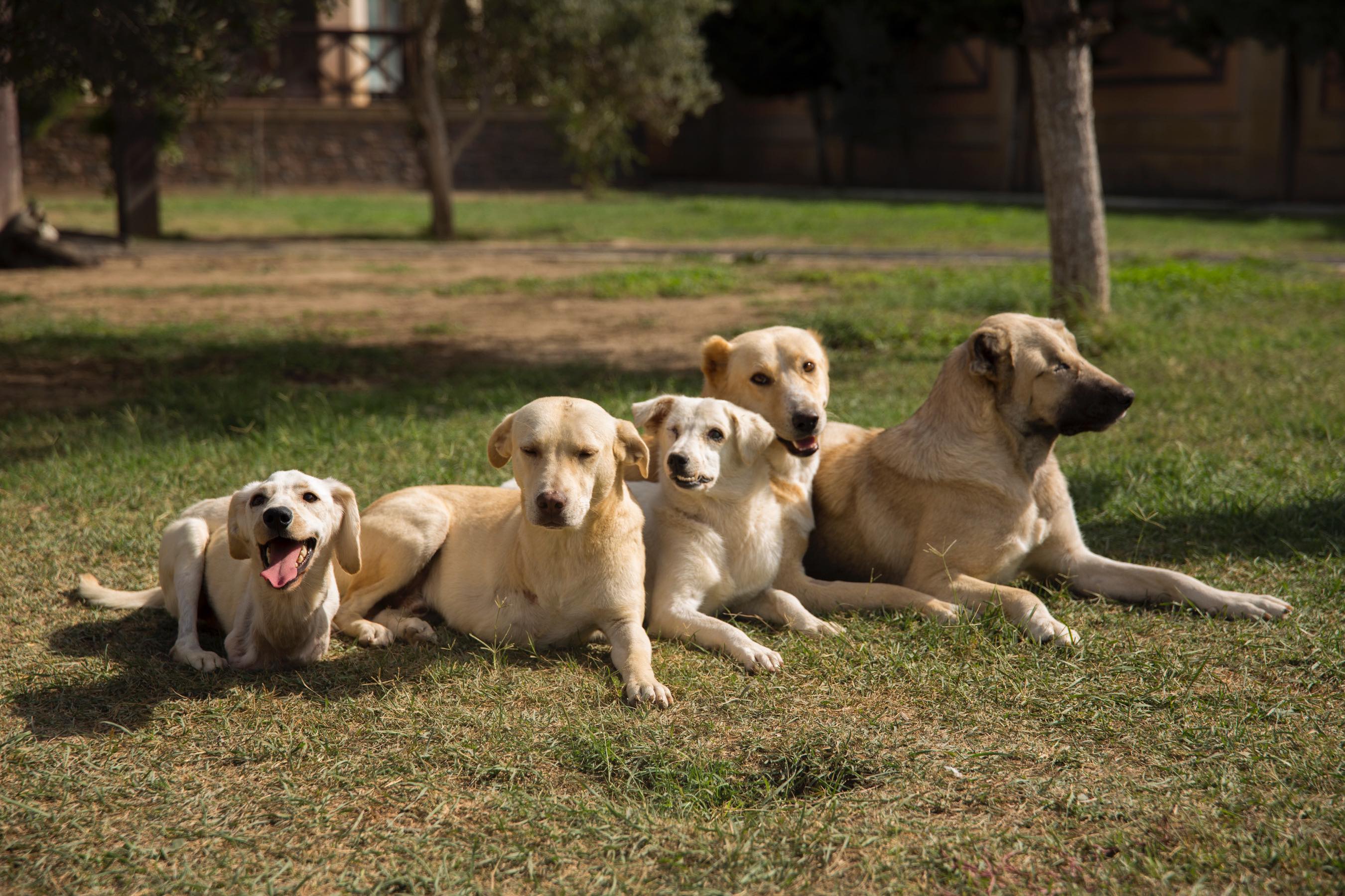 More Than 5,000 Animals Spayed and Neutered