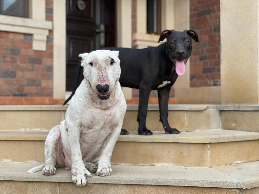 Two GWARP rescue dogs, one with visible scars, safe outside a home