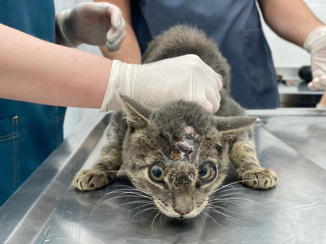 An injured rescued cat receiving urgent veterinary treatment through GWARP