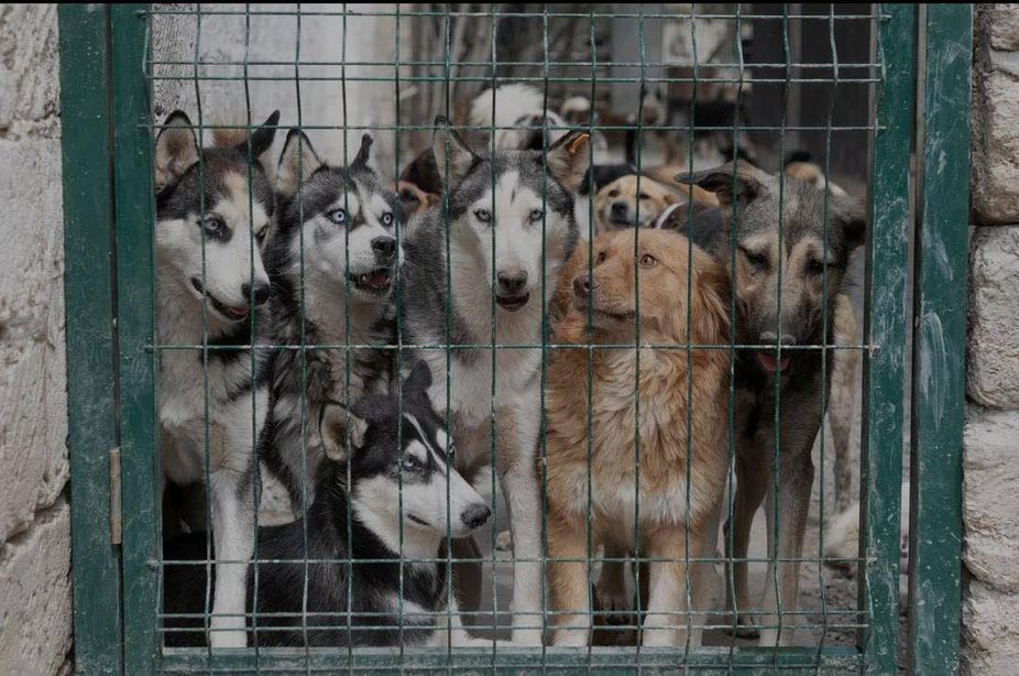 Members of the GWARP team surrounded by rescued dogs at the shelter in Azerbaijan
