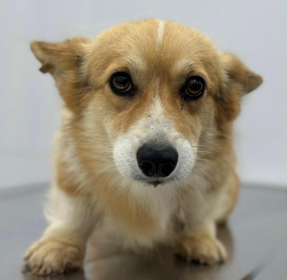 Elizabeth, available for adoption through GWARP