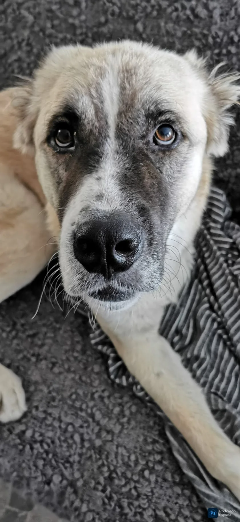 A close portrait of Hugo lying on a blanket, looking up at the camera