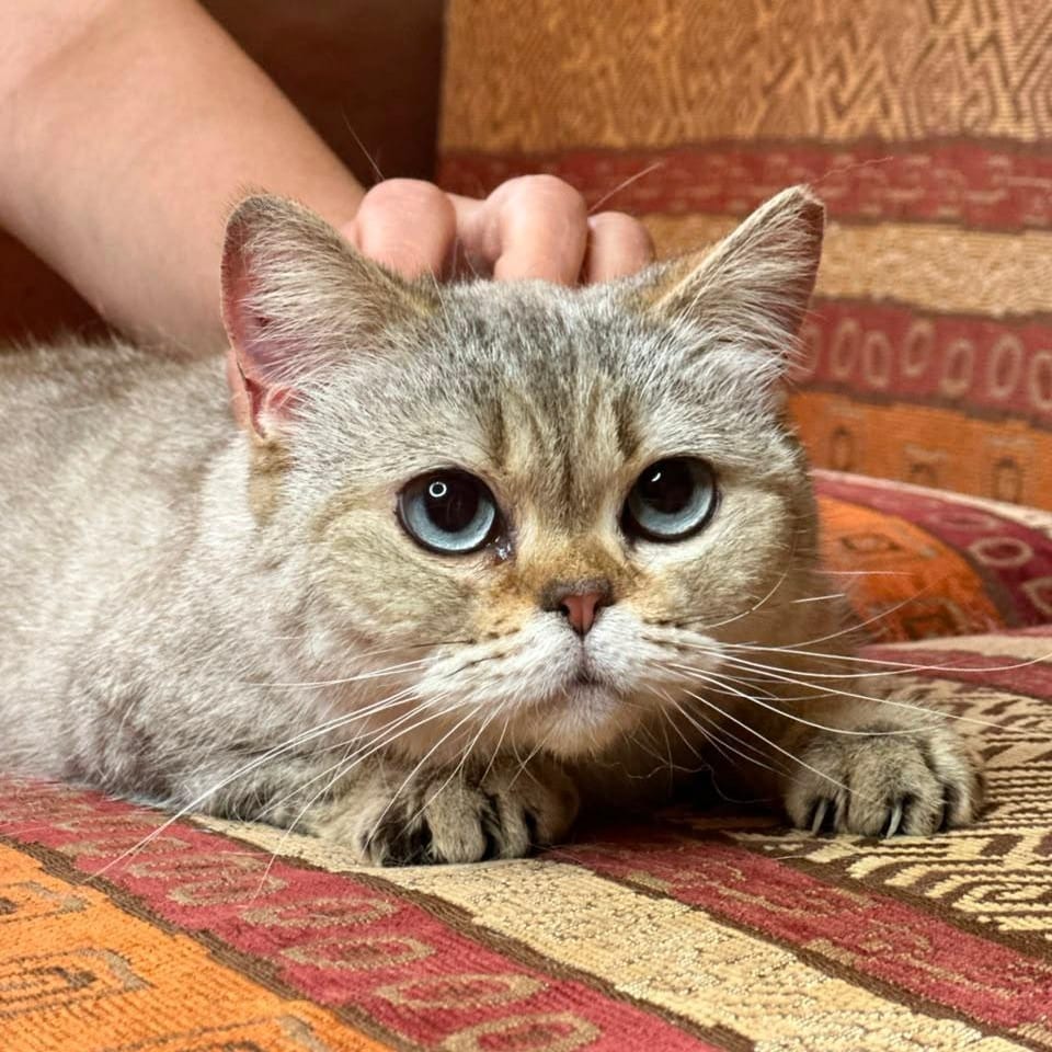 Kasya, available for adoption through GWARP