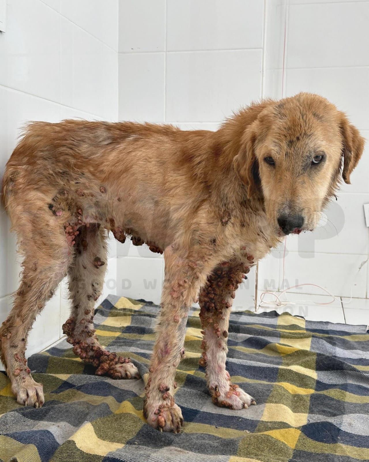 Goldie during intake treatment