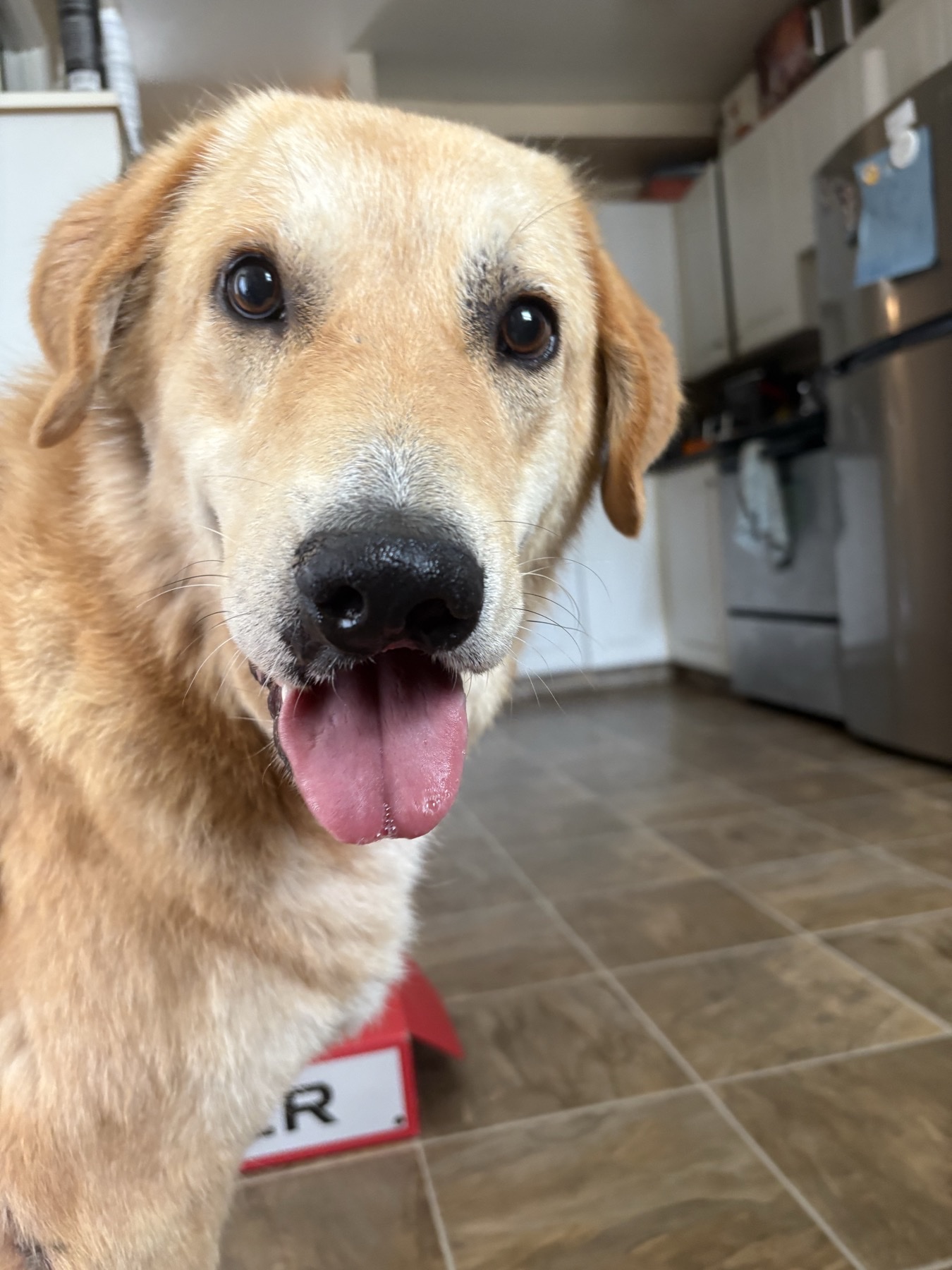 Goldie Found Her Voice