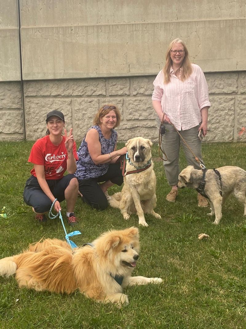 Hugo, Mika, and Rosy after arriving safely in Canada