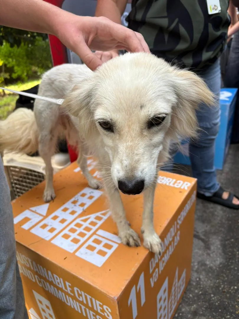 Shanty, a rescued dog, standing on a box at a GWARP community event in Azerbaijan