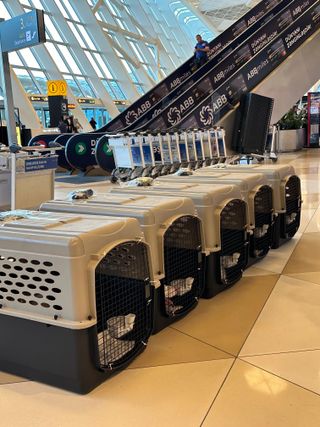 Five Huskies Made It Out of the Shelter