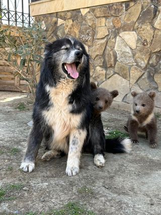 GWARP Welcomes Two Bear Cubs
