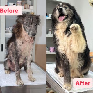 Milton's Incredible Transformation