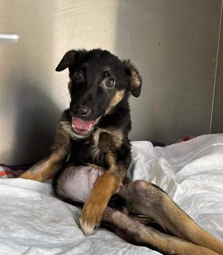 Sean Is Adoptable