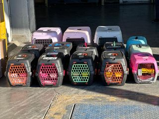 Fifteen Cats Flew to the United States